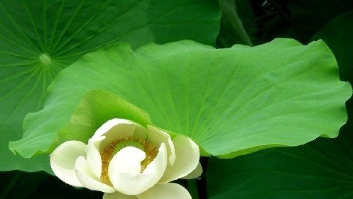 中医养生 五脏六腑如何排毒 中医养生 五脏六腑如何排毒