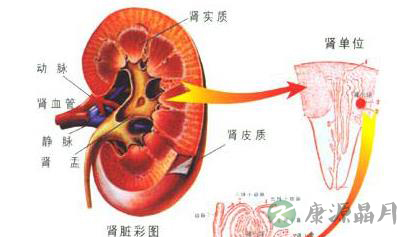 提醒 肾虚易导致的五类疾病 提醒 肾虚易导致的五类疾病