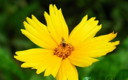 春季户外郊游 摘野花需要格外小心