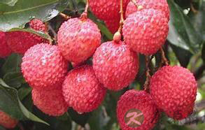 吃荔枝无辜酒驾 4食物吃后致酒驾 吃荔枝无辜酒驾 4食物吃后致酒驾