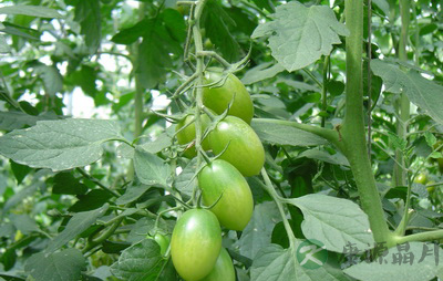 最常见的12种有毒蔬菜 当心中毒短命 最常见的12种有毒蔬菜 当心中毒短命