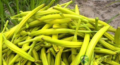 最常见的12种有毒蔬菜 当心中毒短命 最常见的12种有毒蔬菜 当心中毒短命