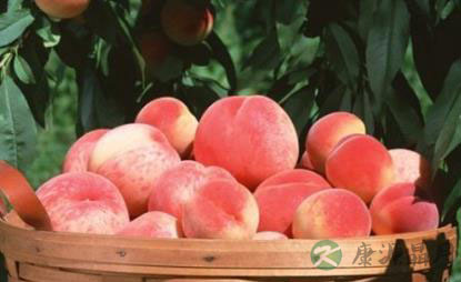 每天3个桃子能有效预防乳腺癌! 每天3个桃子能有效预防乳腺癌!
