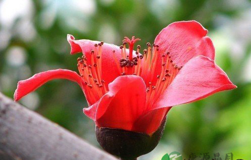 教你如何用十大鲜花来保健养生 教你如何用十大鲜花来保健养生