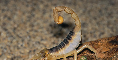 秋季户外旅行 防虫小妙招！