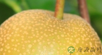 经常吃哪些食物有助于消化 经常吃哪些食物有助于消化