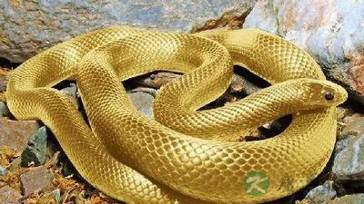 夏季蛇虫蚁兽咬伤应急大全