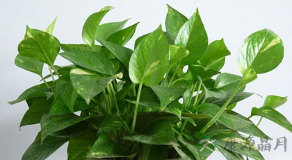 防电脑辐射效果最好的植物