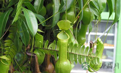 在家种什么花草能驱蚊虫