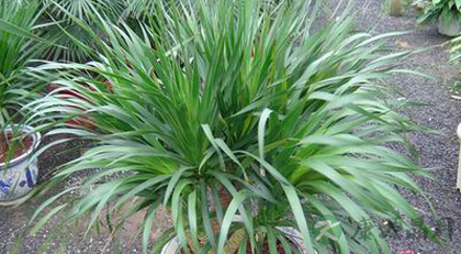 防电脑辐射效果最好的植物