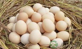 吃完鸡蛋以后不能随便再食用哪些食物 吃完鸡蛋以后不能随便再食用哪些食物