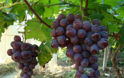 提醒！三种适合养肾的水果