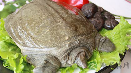男人多吃这些食物能补精子