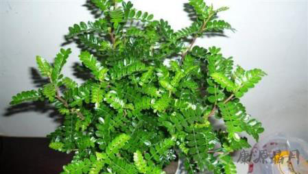 夏天蚊虫多五种天然花草来拯救 夏天蚊虫多五种天然花草来拯救