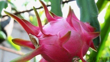 8大去火方法消灭各种上火症状