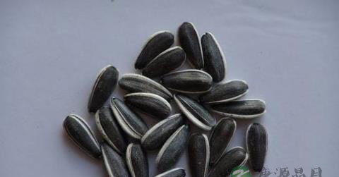 嗑瓜子很惬意 嗑太多伤肝还伤胃 嗑瓜子很惬意 嗑太多伤肝还伤胃