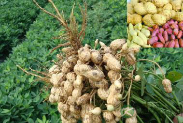 提醒：花生五大好处 应多食用