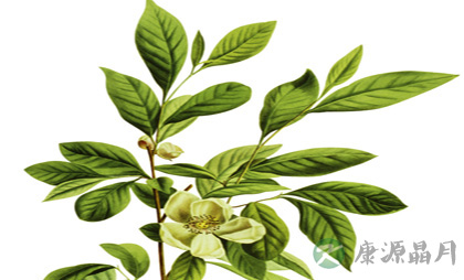 凉茶也是药，要慎喝！