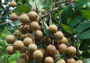 多吃桂圆可帮助你养生补脑