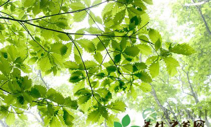 清明养生宜动不宜静