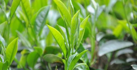茶叶的功效与作用