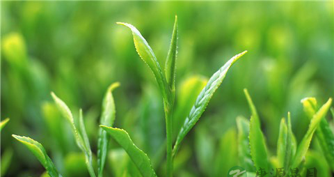 茶的功效 喝这种茶最排毒