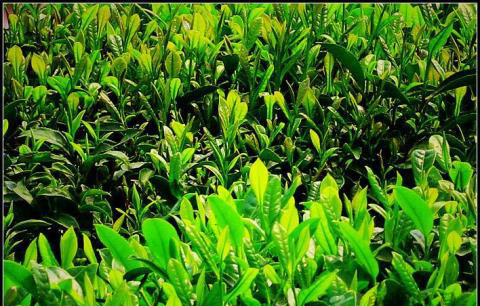 茶叶中的酚类物质儿茶素介绍 茶叶中的酚类物质儿茶素介绍