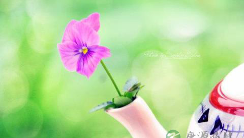 凌霄茴香茶用于痛经功效