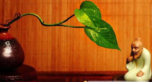 【茶健康】茶为何能解烟毒