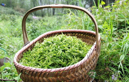 茶道养生：不同季节茶叶的特性