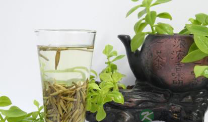 什么是白茶 白茶的保健功效 什么是白茶 白茶的保健功效