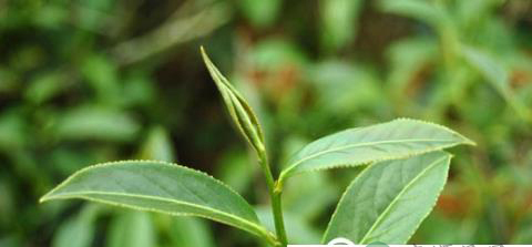 70种茶叶的不同功效，让你成为茶叶达人