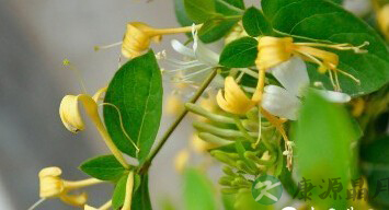 DIY花茶消除＂十一＂节后疲劳