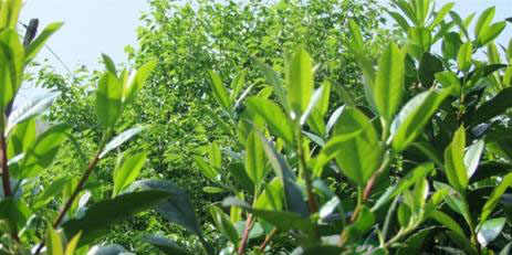 美容养颜茶 海南苦丁茶的功效