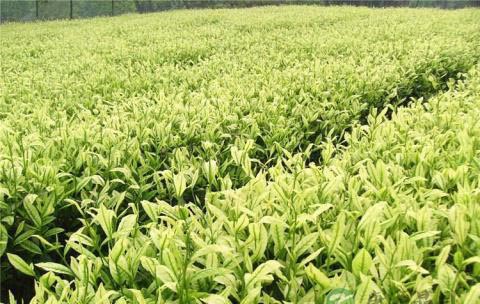 茶能抗衰老“茶为万病之药”