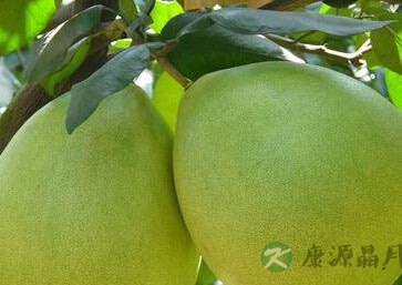 自制美味蜂蜜柚子茶