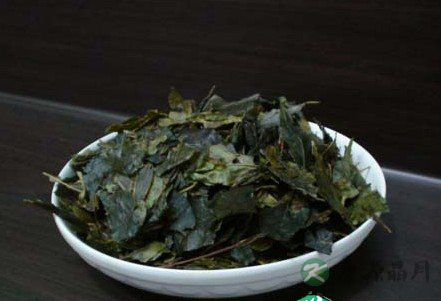 苦丁茶的功效与药用价值