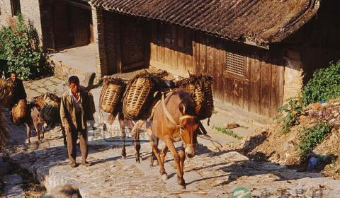 茶马古道的云南马帮介绍