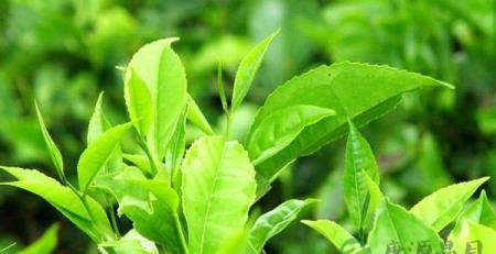 绿茶的八大功效