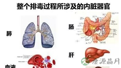 普洱茶排毒将成为中国人最佳养生之道！
