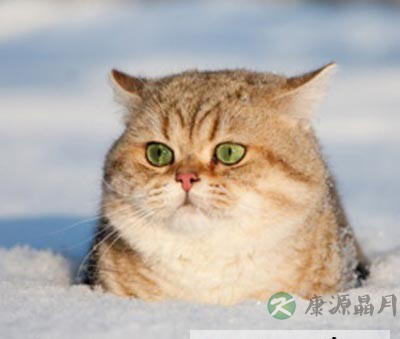 大雪将至，8妙招轻松躲过感冒！