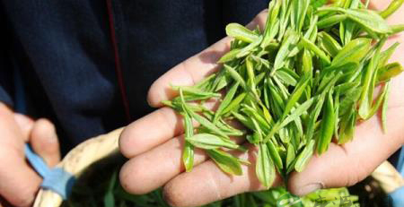 护肝喝什么茶？