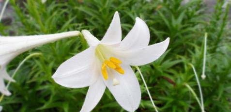 百合花茶的功效与泡法介绍