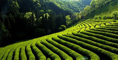 春茶新鲜绿茶不要喝！