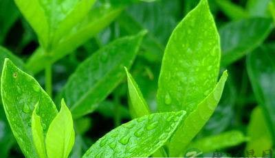茶叶的健康价值在于茶多酚