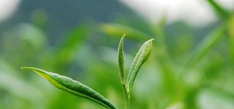 全面介绍茶叶的健康功效