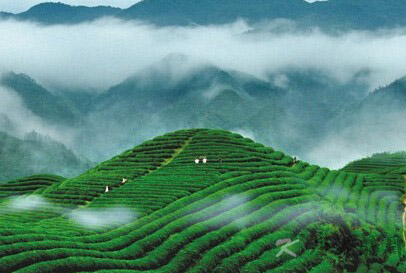 十种神奇的养生物质，让你对茶欲罢不能