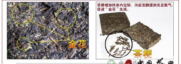 粗老叶里的营养