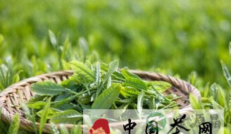 女人的终极护肤用品：茶叶