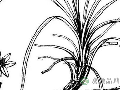 小寒天冷胃火容易旺，自制养生茶生津止渴预防便秘